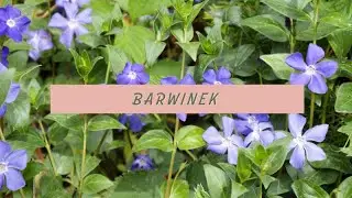 BARWINEK (VINCA) - Idealna roślina okrywowa, bez wymagań?😲 Czy może zastąpić prawdziwy trawnik??🍃