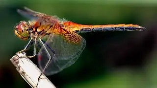 Indian Dragonfly
