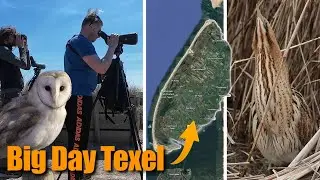 See as many bird species in 24 hours - TEXEL BIG DAY