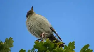 Roze Spreeuw; Rose-coloured Starling (juvenile)