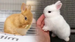 Funny and Cute Baby Bunny Rabbit Videos Compilation