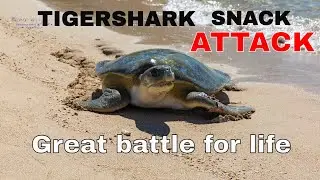 Tiger #shark  Feeding  4K Rare Footage