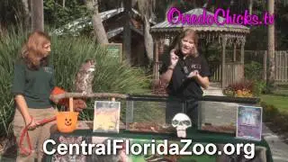 Halloween at the Zoo!