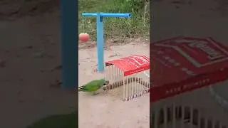 Easy Underground | Parrot Trap Using PVCPipe Cardboard And Apple Fruit | Bird Trap | Working 100%
