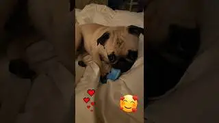 Content Pug puppy... awwww ❤️ #dogs #dog #pugs #pug #puglife #puppy #cuteanimals #shorts #flowers