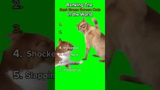 Best Green Screen CAT MEMES