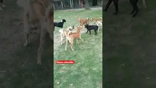 Dog fight #dogs #dogfight #dogtraining