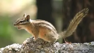 Least Chipmunk's nonstop squeaky chirp calls