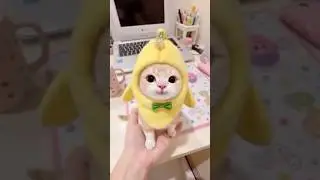 Adorable Kittens in Cosplay Costumes Melt Your Heart 😻❤️ #cat #kitten #cutecat #shots