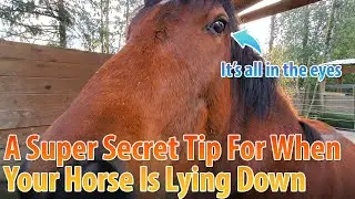 How To Further Calm Your Horse When Lying Down