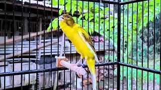 A Special Canary to Seduce All The Canaries - The Russian Singing Canary
