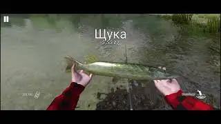 Гайд на толстолобика в ultimate fishing simulator 🎣