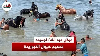 حماية واستجمام.. طقوس تحميم خيول التبوريدة استعدادا لعروض موسم مولاي عبد الله