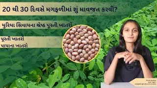 શું મગફળીમાં વિધે 35 થી 40 મણ ઉત્પાદન લેવું છે ? તો શરૂઆતના 20 થી 30 દિવસ દરમિયાન આ કાર્ય જરૂર કરો..