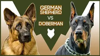 𝐆𝐞𝐫𝐦𝐚𝐧 𝐬𝐡𝐞𝐩𝐡𝐞𝐫𝐝 𝐯𝐬 𝐃𝐨𝐛𝐞𝐫𝐦𝐚𝐧🤩dog'splanet💖 #shorts #germanshepherd #doberman
