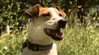 How well do you know your dog?
