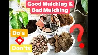 How to do MULCHING | Mistakes while MULCHING | THINGS need to take care while MULCHING