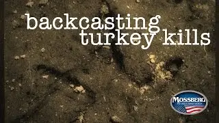 Turkey Hunting: BackCasting For Success