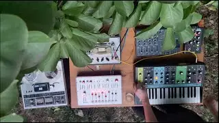 Chorusing - Royalty Surfing