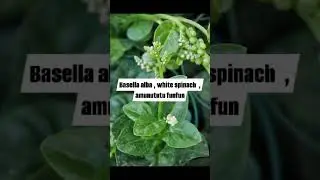 Nigerian vegetables #donik #Vegetables