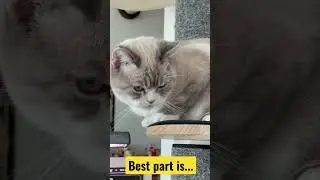 Best Cat Tree for Home Renters