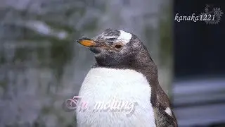 旭山動物園 換羽中のジェンツーペンギン37番