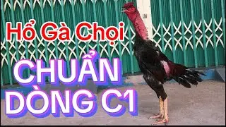 Gà chọi- Tiếng tục của Linh kê