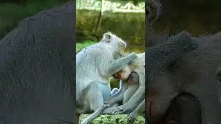 Baby monkey and Mom Libby#0238