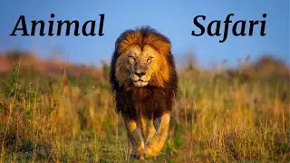 African Safari Wildlife HD | Scenic Animal Film With Authentic African Music