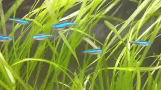 Neon simulans (Paracheirodon simulans)