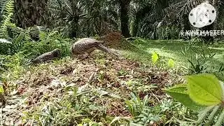 pertarungan seru antara pikat si sambo dan BL si gagab@pemikatterkukurkasikan