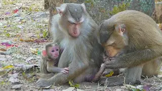 Bodi come visiting newborn Lucan and grooming for Lauy to have a break