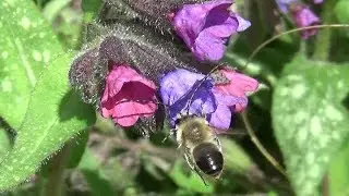 LA PULMONAIRE, plante de survie rustique