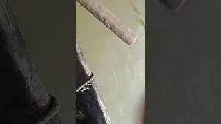 @fish @Fishdomworld