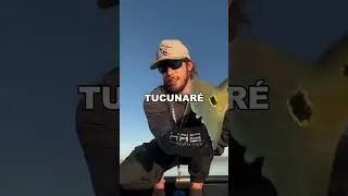 Piracema: quais peixes podem ser pescados legalmente? 🎣