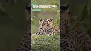 🐆Величественный леопард😲 #youtube #leopard #youtubeshorts #ytshorts #shorts