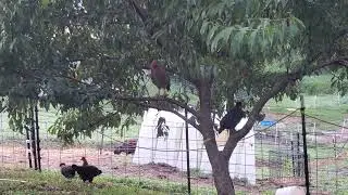 Young Rooster Learning to Crow Sounds Like He's Laughing