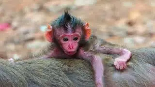 Poor baby need milk from mother to live |  Real Angkor Monkey