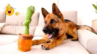 Smarty Funny Video Compilation 😹🐶 Enjoy The Funniest Animal Videos.