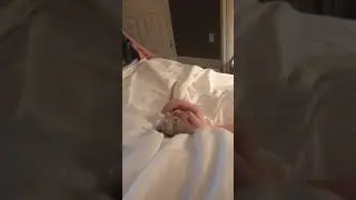 My rat wagging his tail like a dog