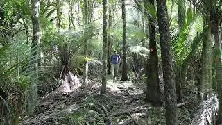 Hakarimata