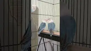Blue Fischer split ino pair/ready to breed/