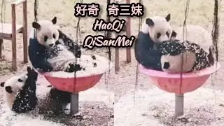 好奇和奇三妹瘋狂玩木屑團團轉 HaoQi & QiSanMei play sawdust spinning bowl crazily 