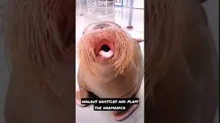 the walrus whistles and plays the harmonica#walrus#harmonicasongs