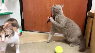 Video of adoptable pet named Tony (& Sally) bonded