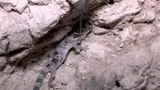 Texas Banded Gecko eats own skin!