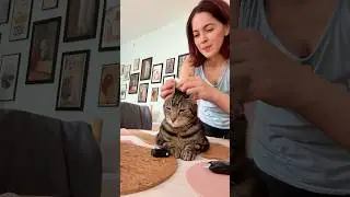 This Kitty is Obsessed with Glucose Tests!!!