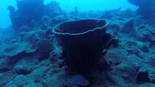 Brown Bowl Sponge