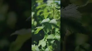 Close up Of a plant with green leaves|Nature|Nature relaxing music|