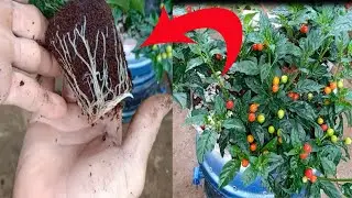 Как размножить перец Аджи Чарапита